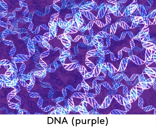 DNA Shift Dress (Purple)