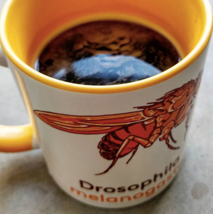 Drosophila fly mug - Boutique Science