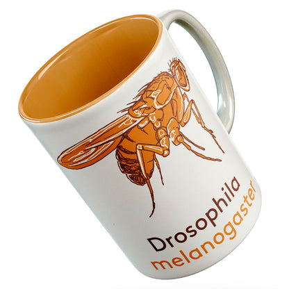 Drosophila fly mug - Boutique Science